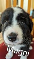 Border Collie Puppies for sale in Clayton, Victoria. price: $1,800