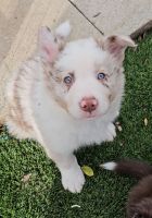 Border Collie Puppies for sale in Fontana, California. price: NA