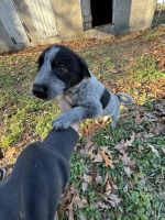 Border Collie Puppies for sale in Millsboro, Delaware. price: $300
