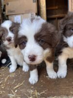 Border Collie Puppies Photos