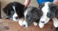 Border Collie Puppies for sale in Forster, New South Wales. price: $1,500
