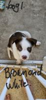 Border Collie Puppies for sale in Dakabin, Queensland. price: $500