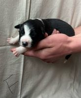 Border Collie Puppies for sale in Draper, Virginia. price: $500