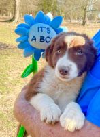Border Collie Puppies for sale in Greenville, South Carolina. price: $500