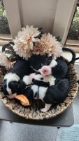 Border Collie Puppies for sale in Kempsey, New South Wales. price: $3,000