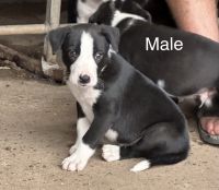 Border Collie Puppies for sale in Ipswich, Queensland. price: $500