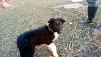 Border Collie Puppies for sale in Wisconsin Dells, Wisconsin. price: $20,000