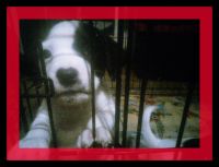 Border Collie Puppies for sale in Modesto, California. price: $27,500
