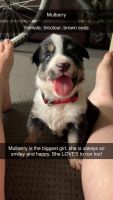 Border Collie Puppies for sale in Logan City, Queensland. price: $1,900
