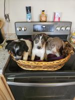 Border Collie Puppies for sale in Coldwater, MI 49036, USA. price: $30,000
