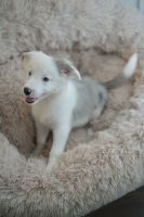 Border Collie Puppies for sale in Mascot, New South Wales. price: $1,500