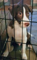 Border Collie Puppies for sale in Canton, Ohio. price: NA