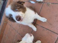 Border Collie Puppies for sale in Sutherland, New South Wales. price: $1,200