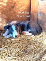 Border Collie Puppies for sale in King George, VA 22485, USA. price: $450