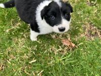 Border Collie Puppies for sale in Pottstown, Pennsylvania. price: $700