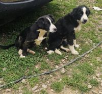 Border Collie Puppies for sale in Paris, Arkansas. price: NA