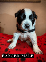 Border Collie Puppies for sale in Lakewood, Colorado. price: $300