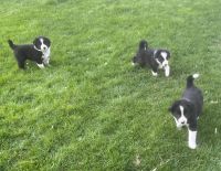 Border Collie Puppies for sale in Hermiston, Oregon. price: $50