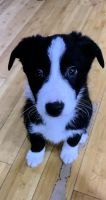 Border Collie Puppies for sale in Tracy, California. price: $450
