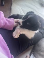 Border Collie Puppies for sale in West Bend, Wisconsin. price: $300