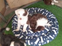 Border Collie Puppies for sale in Redbanl Plains, Queensland. price: $1,200