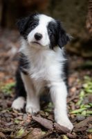 Border Collie Puppies for sale in Hunter Valley, New South Wales. price: $1,000