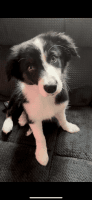 Border Collie Puppies for sale in Franklin, Massachusetts. price: $900