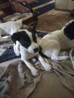Border Collie Puppies for sale in Bossier City, Louisiana. price: NA