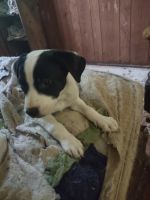 Border Collie Puppies for sale in Bossier City, Louisiana. price: NA
