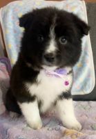 Border Collie Puppies for sale in Michigan City, Indiana. price: $300