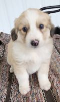 Border Collie Puppies for sale in Orwell, OH 44076, USA. price: $100