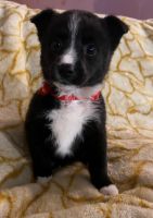 Border Collie Puppies for sale in Michigan City, Indiana. price: $250