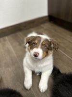 Border Collie Puppies for sale in Sulphur Springs, Texas. price: $600
