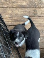Border Collie Puppies for sale in McClure, Pennsylvania. price: $350