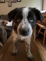 Border Collie Puppies for sale in McClure, Pennsylvania. price: $350