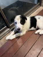 Border Collie Puppies for sale in Inverloch, Victoria. price: $1,500