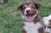Border Collie Puppies for sale in Sand Springs, Oklahoma. price: $900