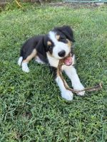 Border Collie Puppies for sale in Beaudesert QLD 4285, Australia. price: $1,000