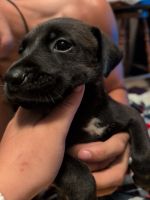 Selling my border collie labs!