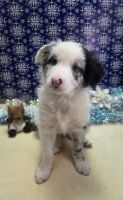 Border Collie Puppies for sale in Port Edwards, WI, USA. price: $800