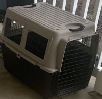 Border Collie (10 months old)