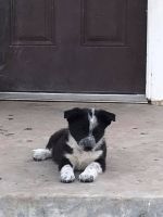 Shollies Puppies for sale in Porterville, CA.