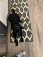 Cutest puppy named Maggie!!!