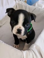 Boston Terrier Puppies for sale in Louisville, KY, USA. price: $595