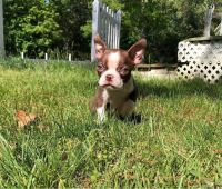 Border Terrier Puppies for sale in Destin, Florida. price: $500