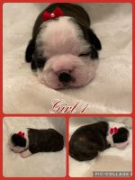 Border Terrier Puppies for sale in Abilene, TX, USA. price: $800