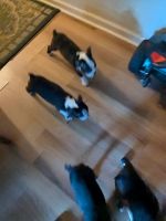 Border Terrier Puppies for sale in 7903 Oak Forest Dr, Pensacola, FL 32514, USA. price: $900