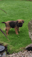 Border Terrier Puppies for sale in Los Angeles, CA 90012, USA. price: $500