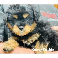 Bordoodle Puppies for sale in Russellville, AR, USA. price: $850