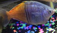 Bosemani Rainbow Fishes Photos